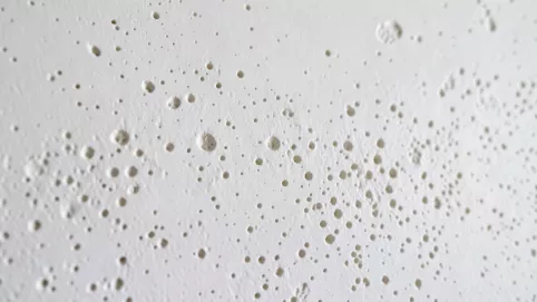 czy tynk gipsowy oddycha