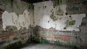 Czym tynkować ściany w piwnicy