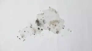 gruntowanie tynków gipsowych