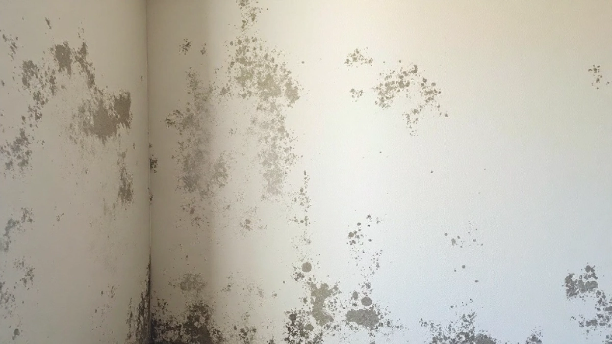 tynk na wilgotne ściany